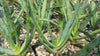 Aloe arborescens medicinal cactus