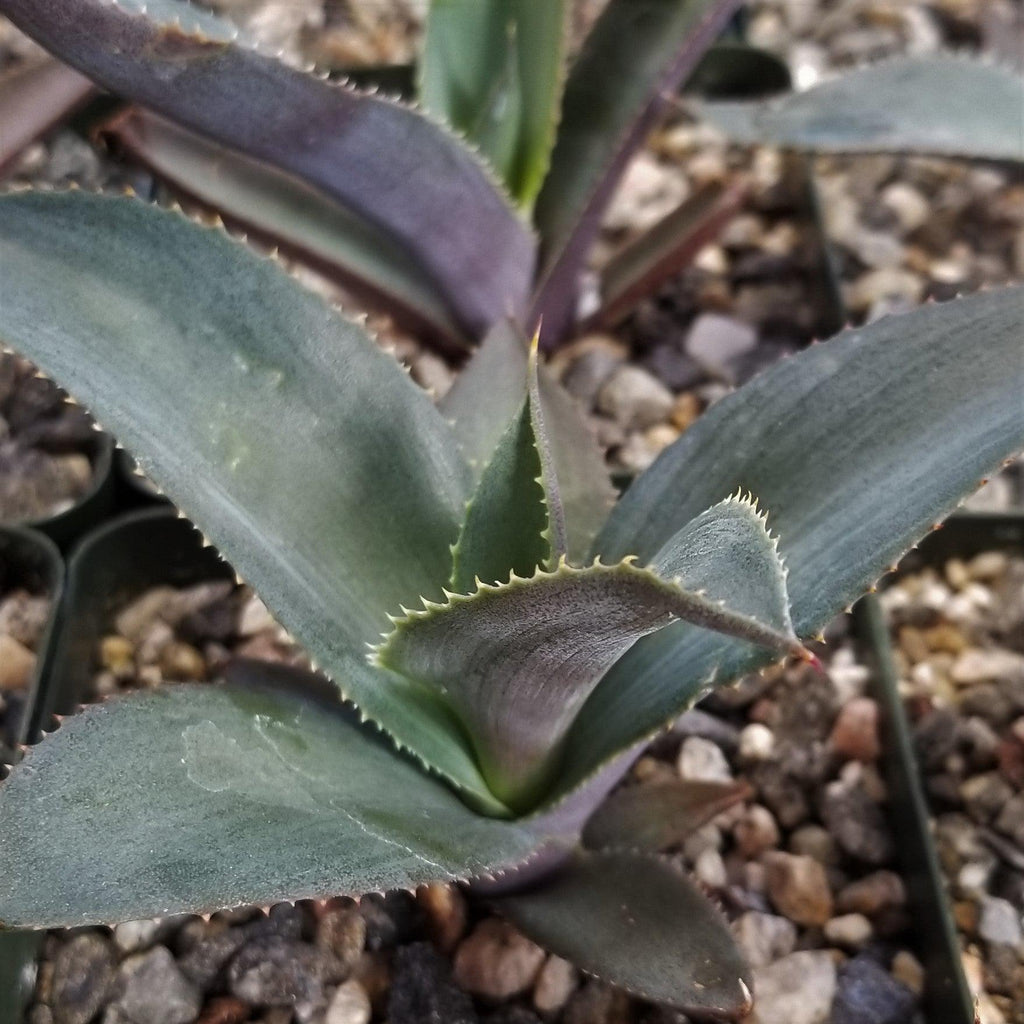 Agave pablocarrilloi