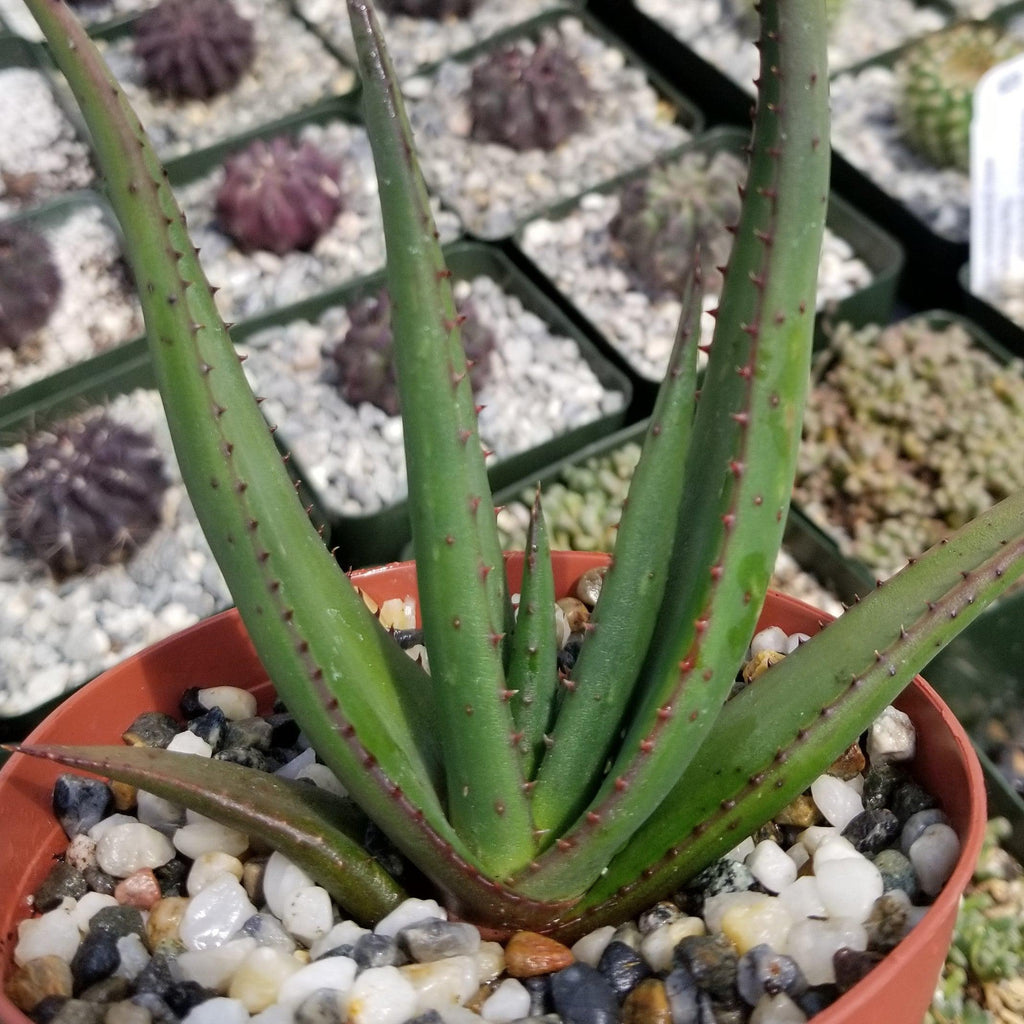 Aloe wickensii
