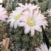 Gymnocalycium bruchii