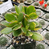 Crassula oblicua Lemon n Lime