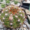 Notocactus parodia militaris