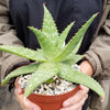 Aloe maculata – Soap Aloe