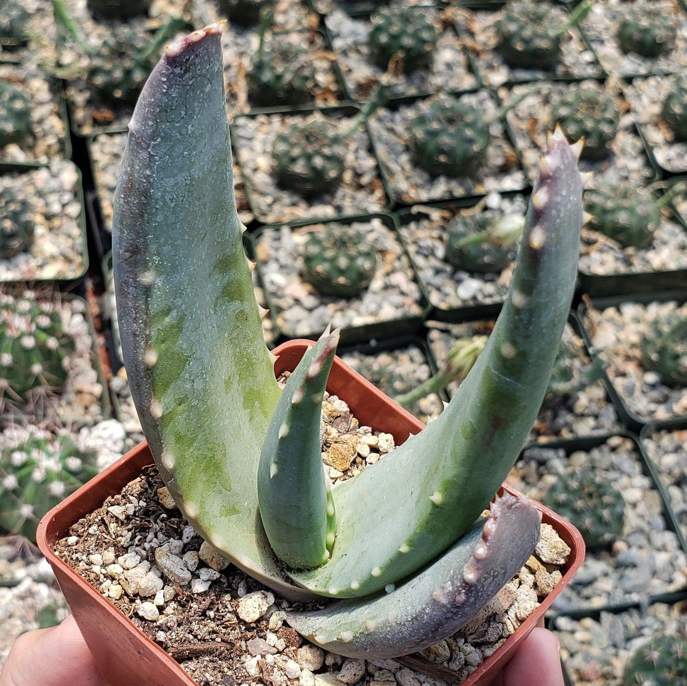 Aloe comptonii