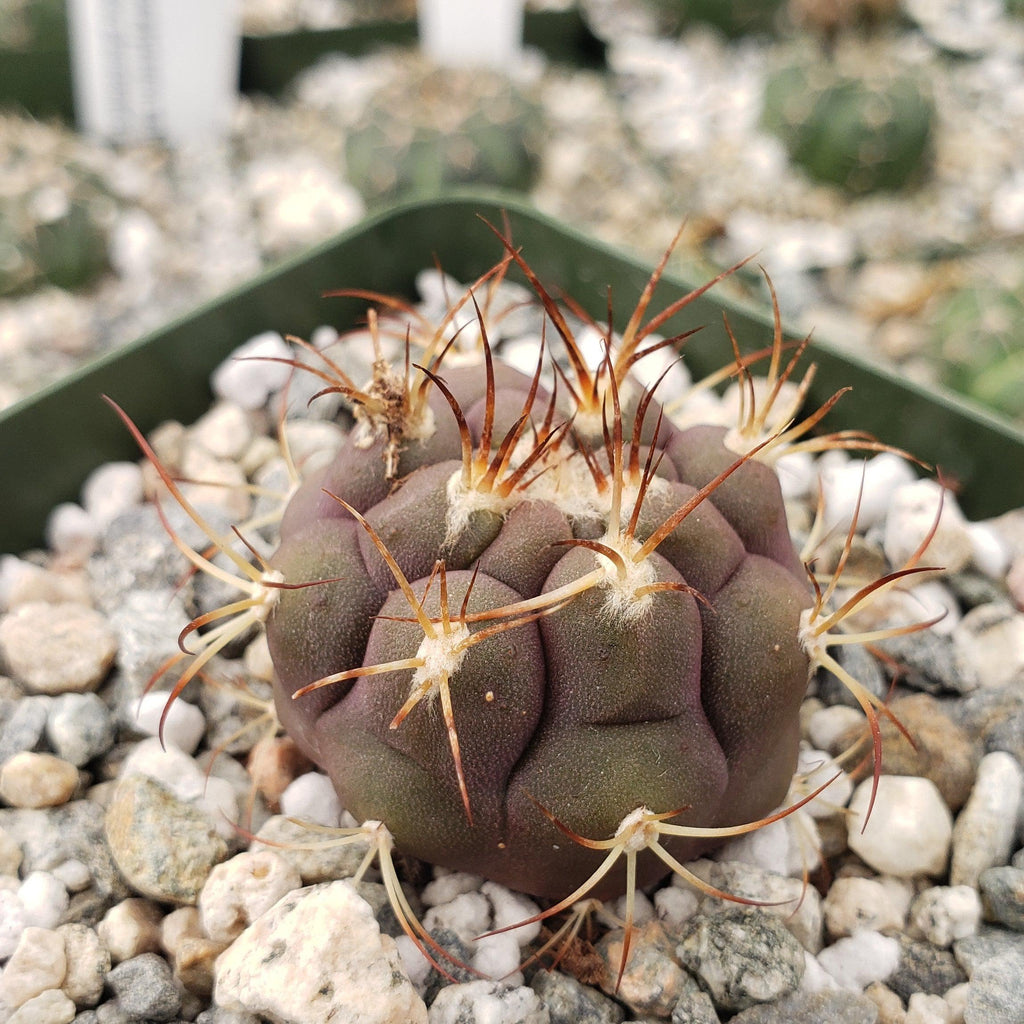 Gymnocalycium pflanzii albipulpa