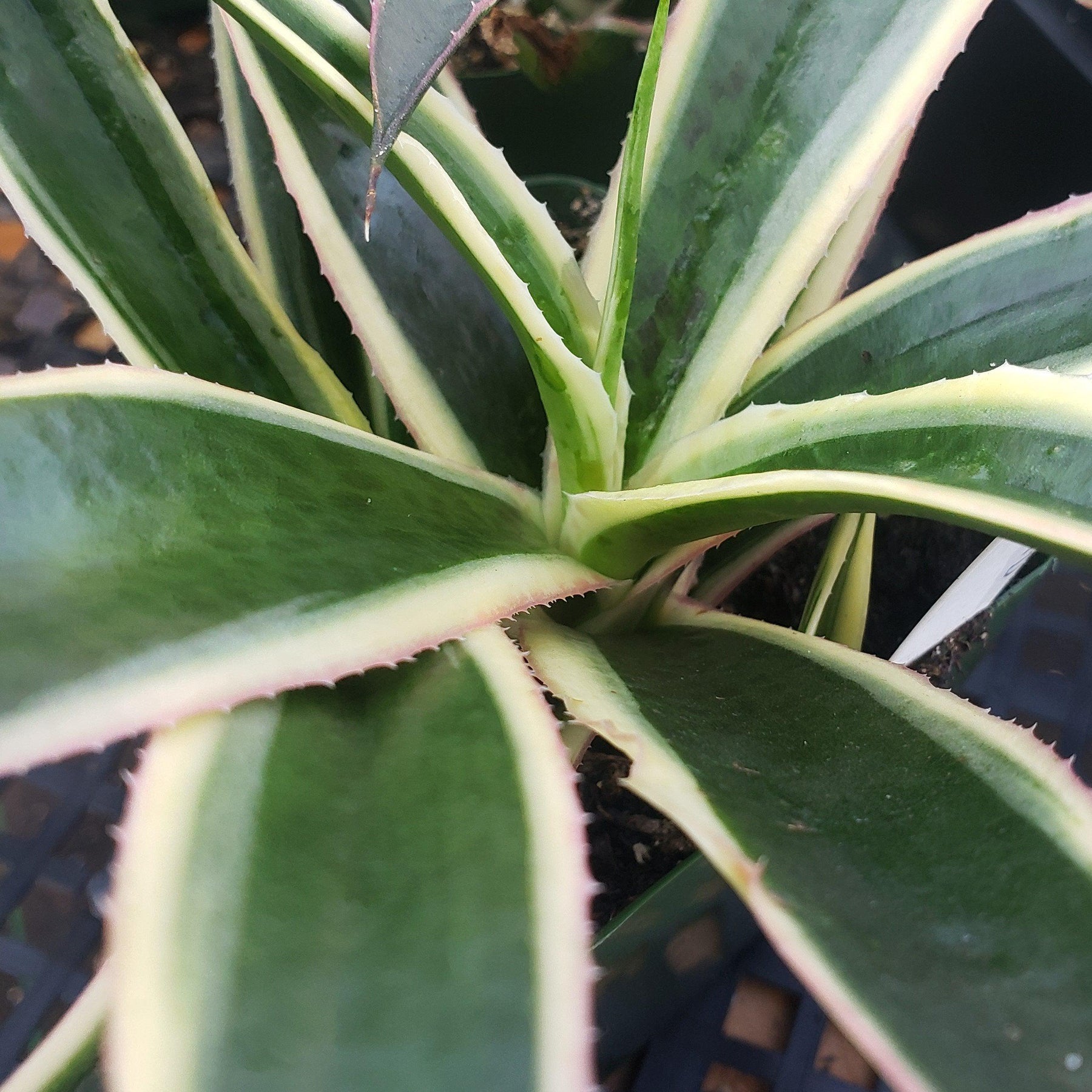 snow leopard hanging planter Shop For Agave Snow Leopard | Outdoor Plants
