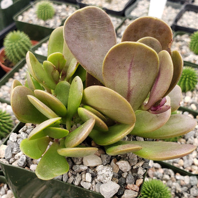 trailing jade plant care Trailing Jade 'Senecio jacobsenii' 1 Gal. / Black / With Pot
