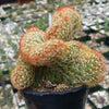 Mammillaria elongata cristata copper king