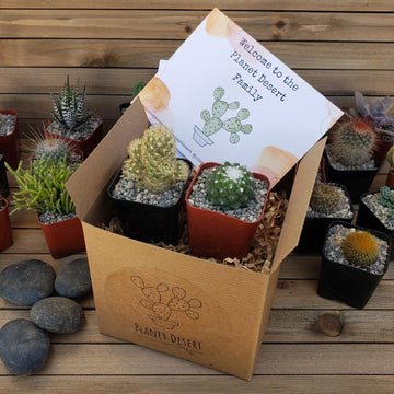 2 Cacti Subscription Box (Growing Kit)