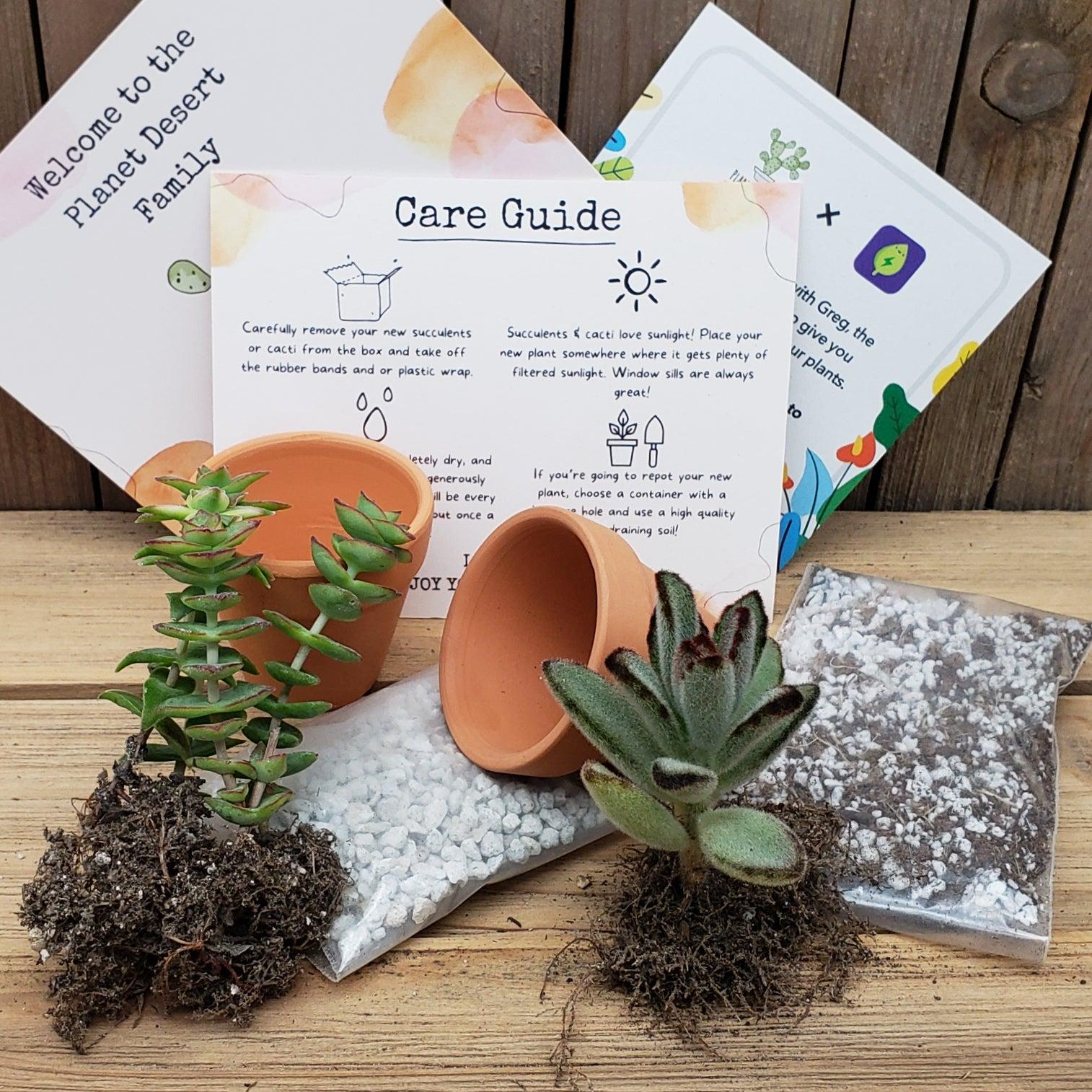 succulent studios.com 2 Succulents Growing Kit Gift Box