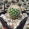 Mammillaria yucatanensis