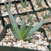 Aloe ramosissima