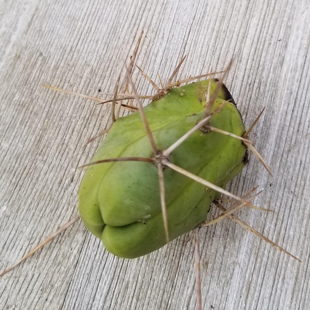 Unrooted Cutting Trichocereus bridgesii Monstrose Penis Cactus