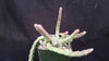 Stapelia orbea variegata star fish plant