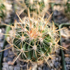 Echinofossulocactus ochoterenae