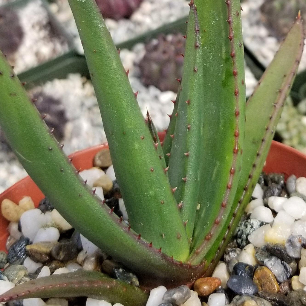 Aloe wickensii