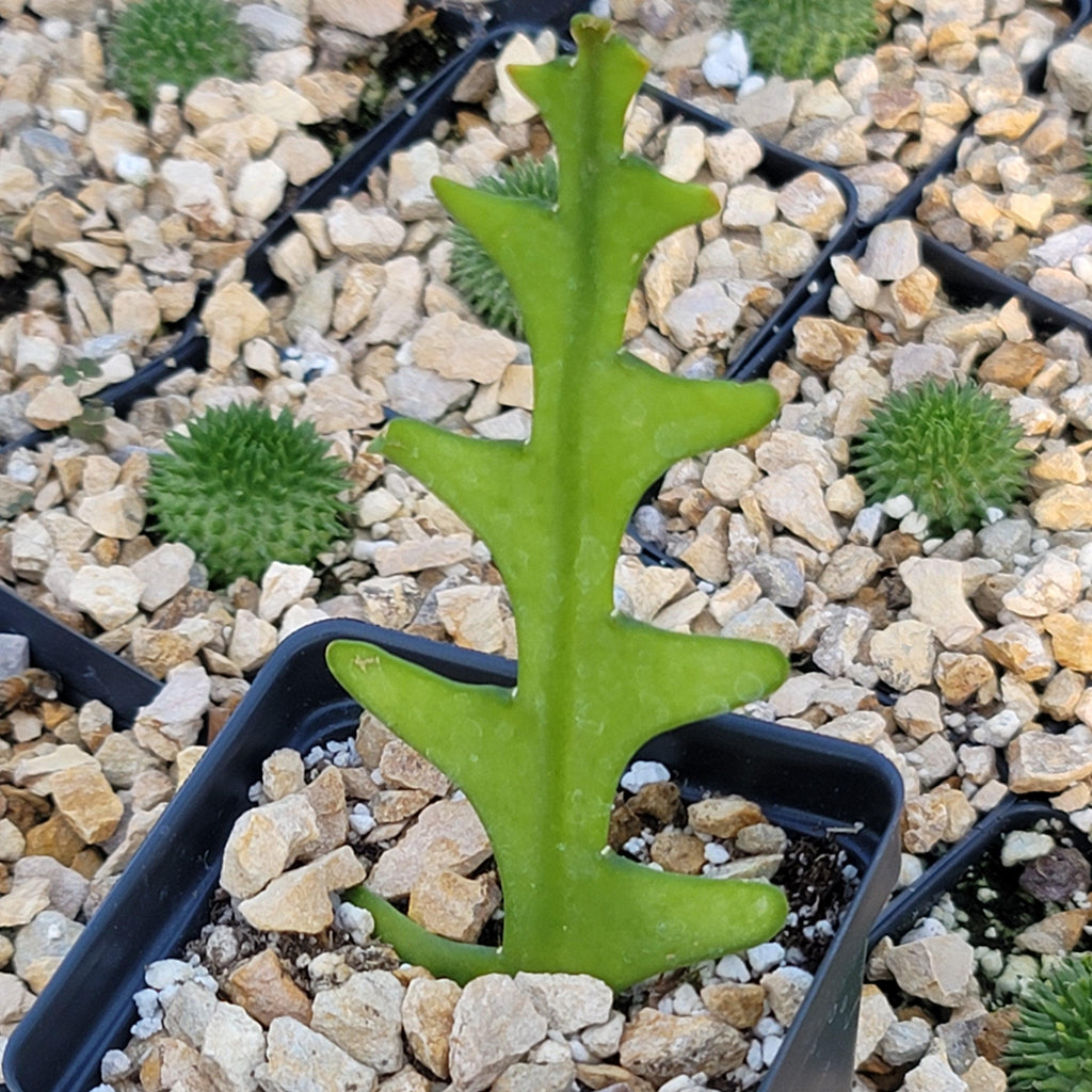 Fishbone Cactus ‘Selenicereus anthonyanus’ - Ric Rac Cactus