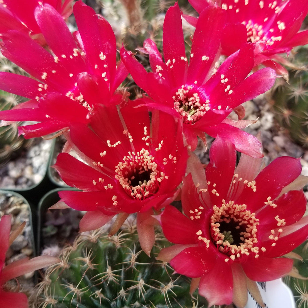 Lobivia or Echinopsis draxleriana