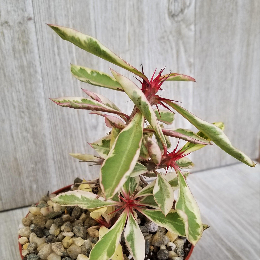 Euphorbia milii Crown of Thorns Variegated
