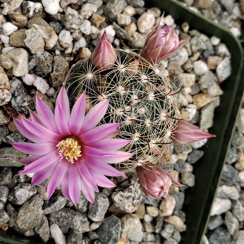 Mammillaria longiflora stampferi