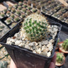 Mammillaria yucatanensis