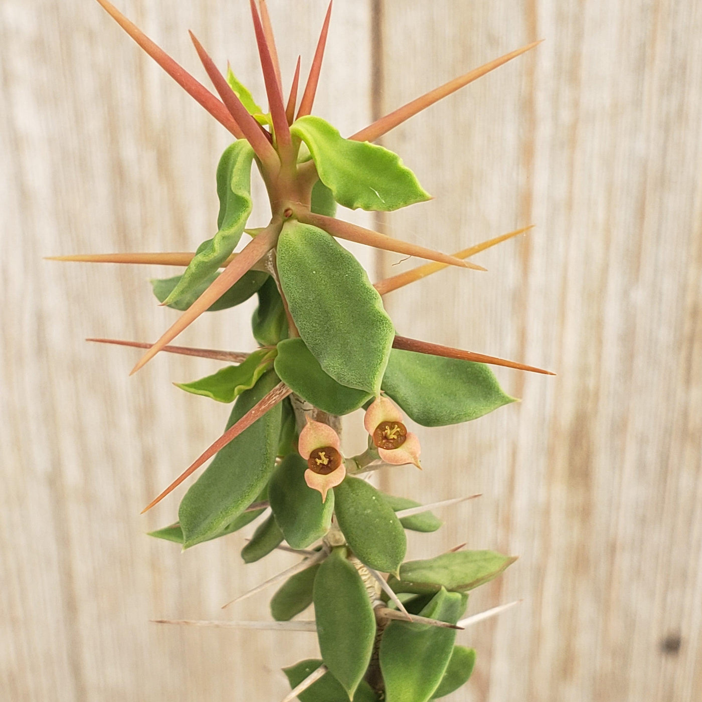 Euphorbia beharensis