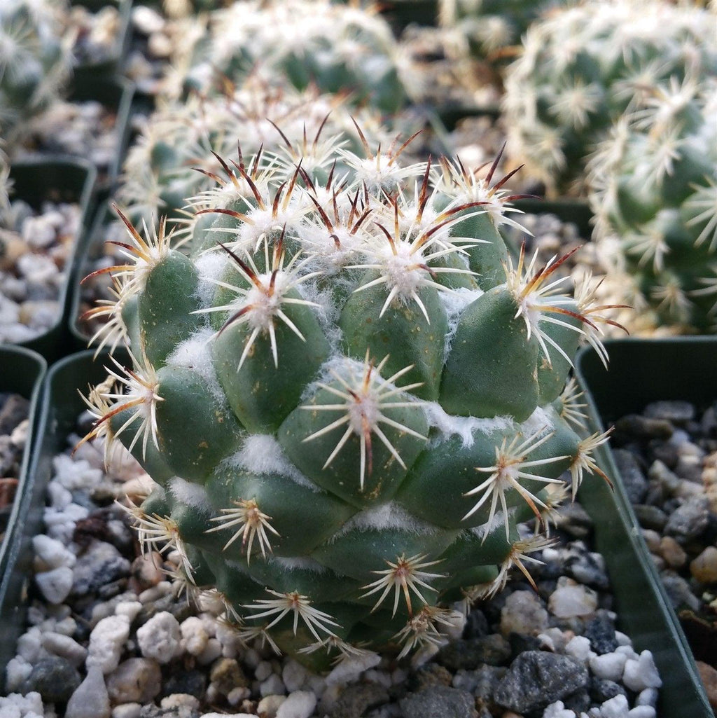 Close-up of Coryphantha calipensis, a small round cactus with white tufts and brown-white spines, growing in rocky soil.