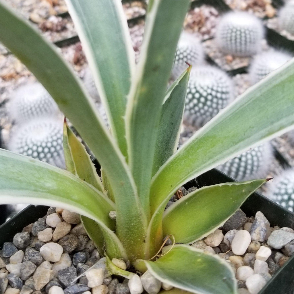 Variegated Caribbean Agave ‘Agave angustifolia marginata’