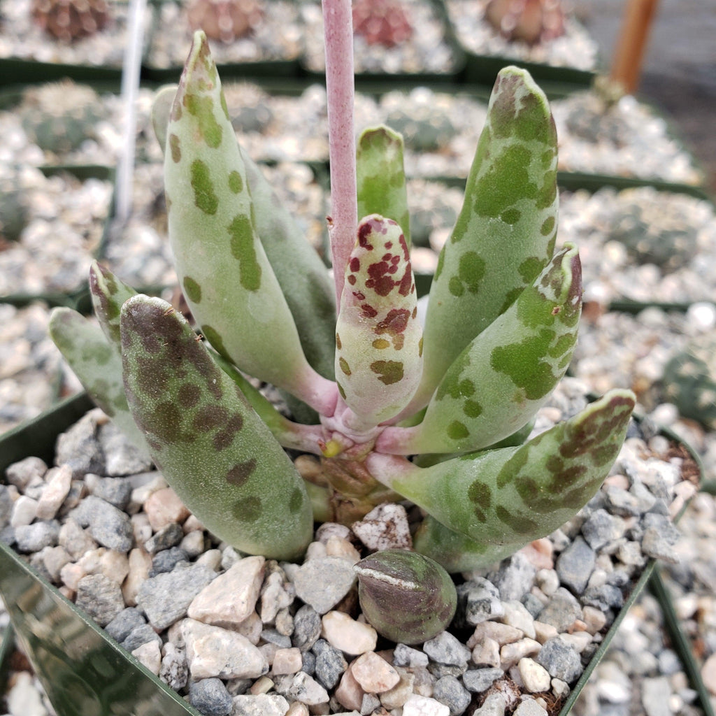 Adromischus festivus