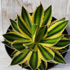 Quadricolor Century Plant ‘Agave Quadricolor’