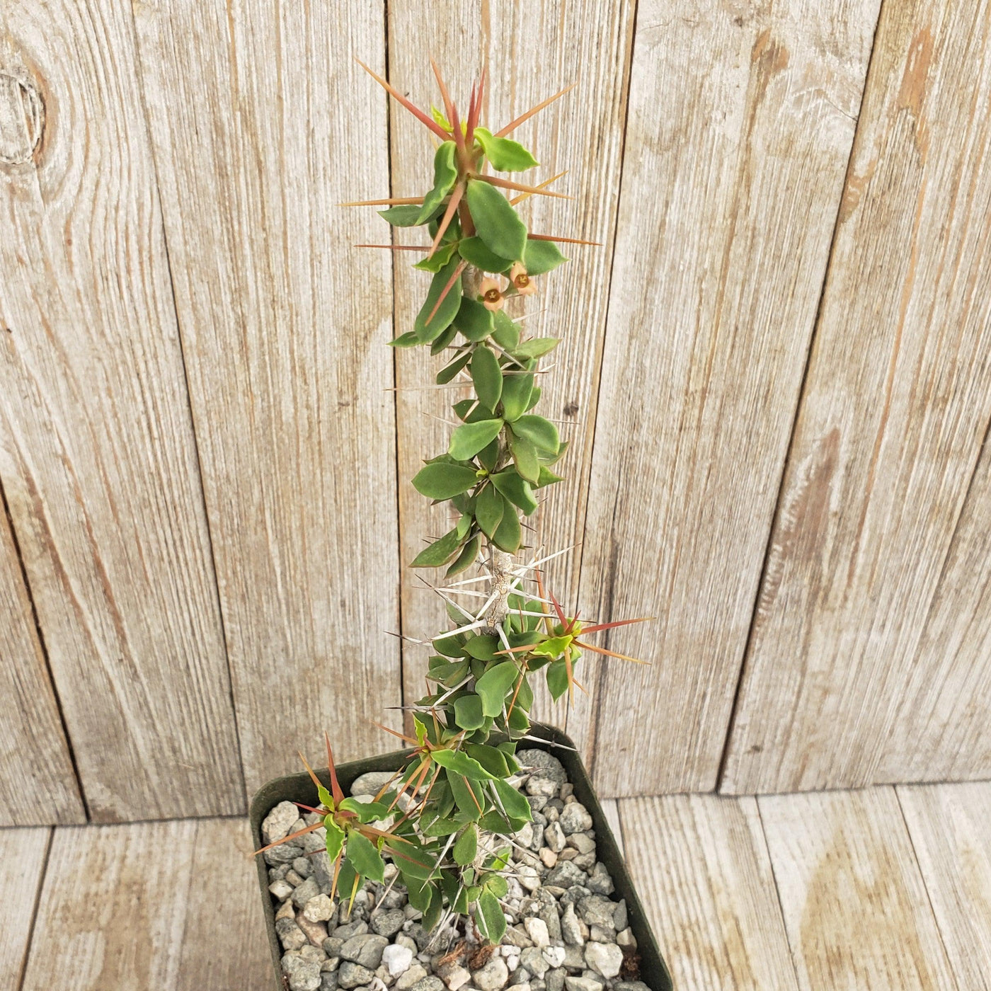 Euphorbia beharensis