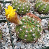 Notocactus parodia militaris