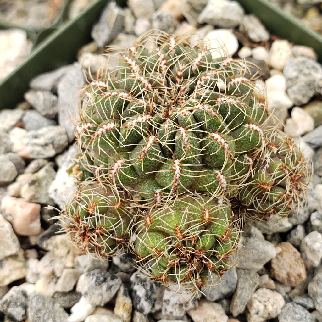 Sulcorebutia Zavaletae