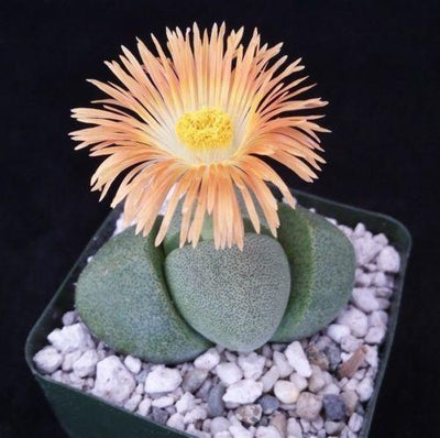 succulent leaves splitting Split Rock Succulent 'Pleiospilos nelii' mesembs