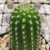 Indian Comb Cactus ‘Trichocereus brevispinulosus’