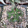 Gymnocalycium schickendantzii