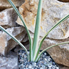 Dianella tasmanica variegata