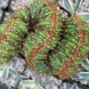 Cereus peruvianus multi-crested