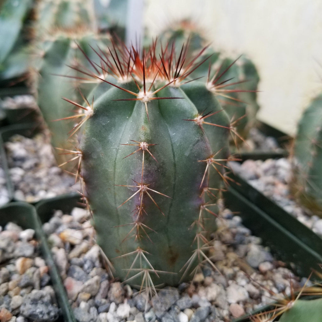 Echinocereus ochoterenae