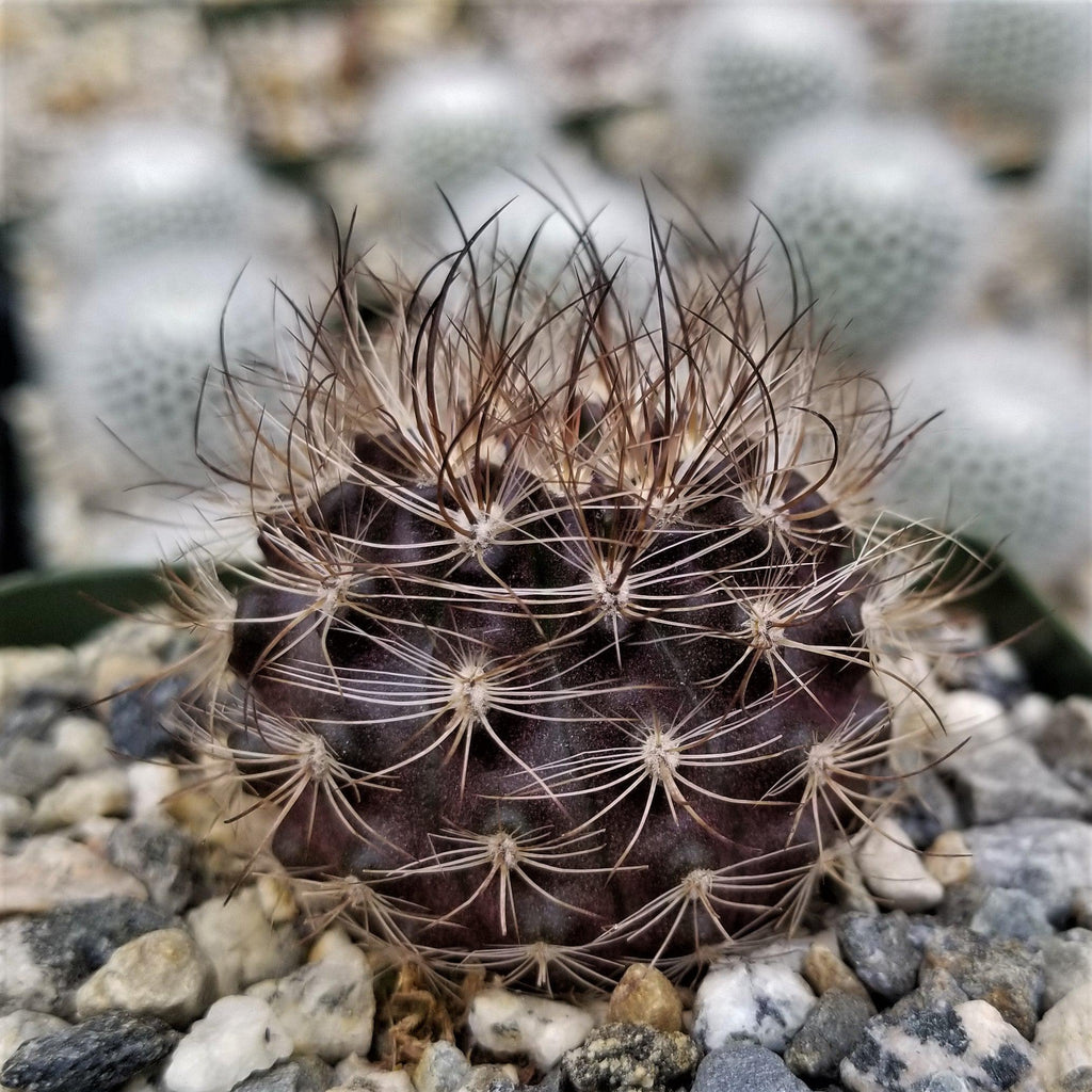 Neoporteria multicolor