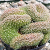 Lobivia or Echinopsis flambeau cristata