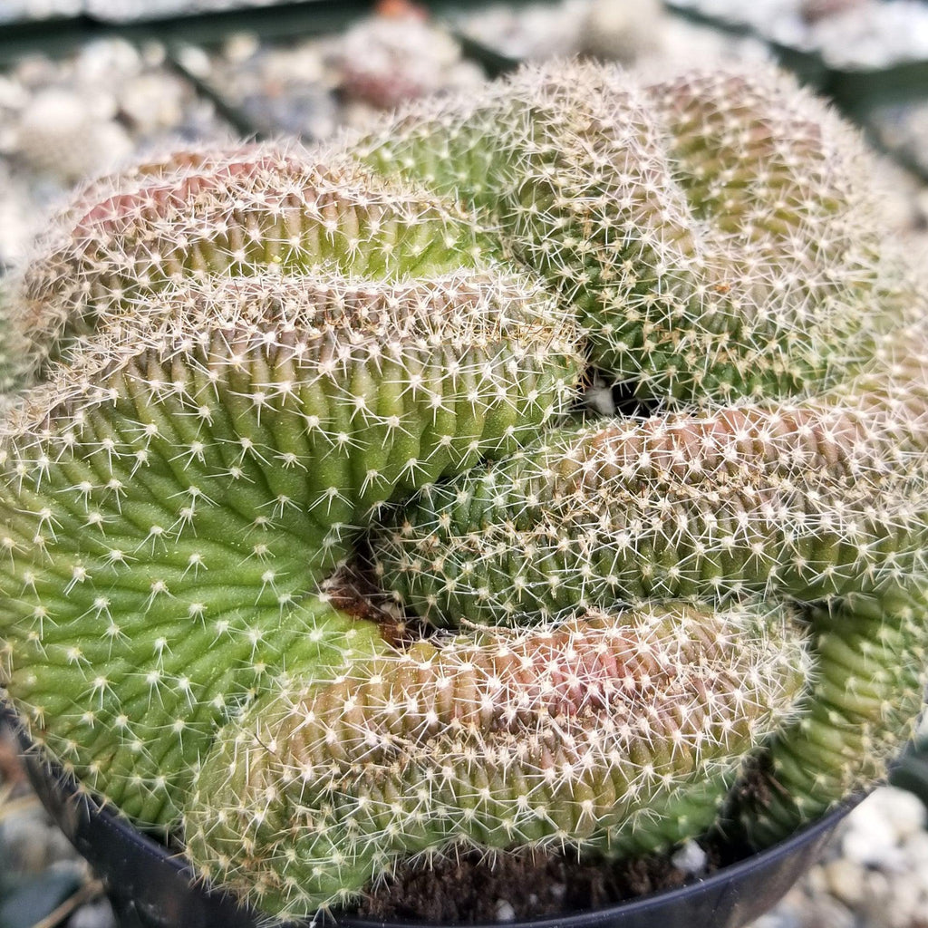 Lobivia or Echinopsis flambeau cristata