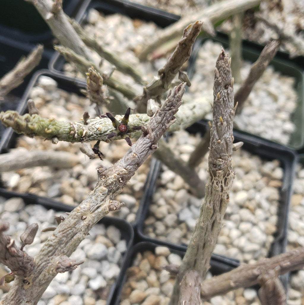 Rhytidocaulon macrolobum