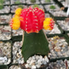 Red Yellow Bicolor Grafted Moon Cactus - Gymnocalycium mihanovichii Hibotan