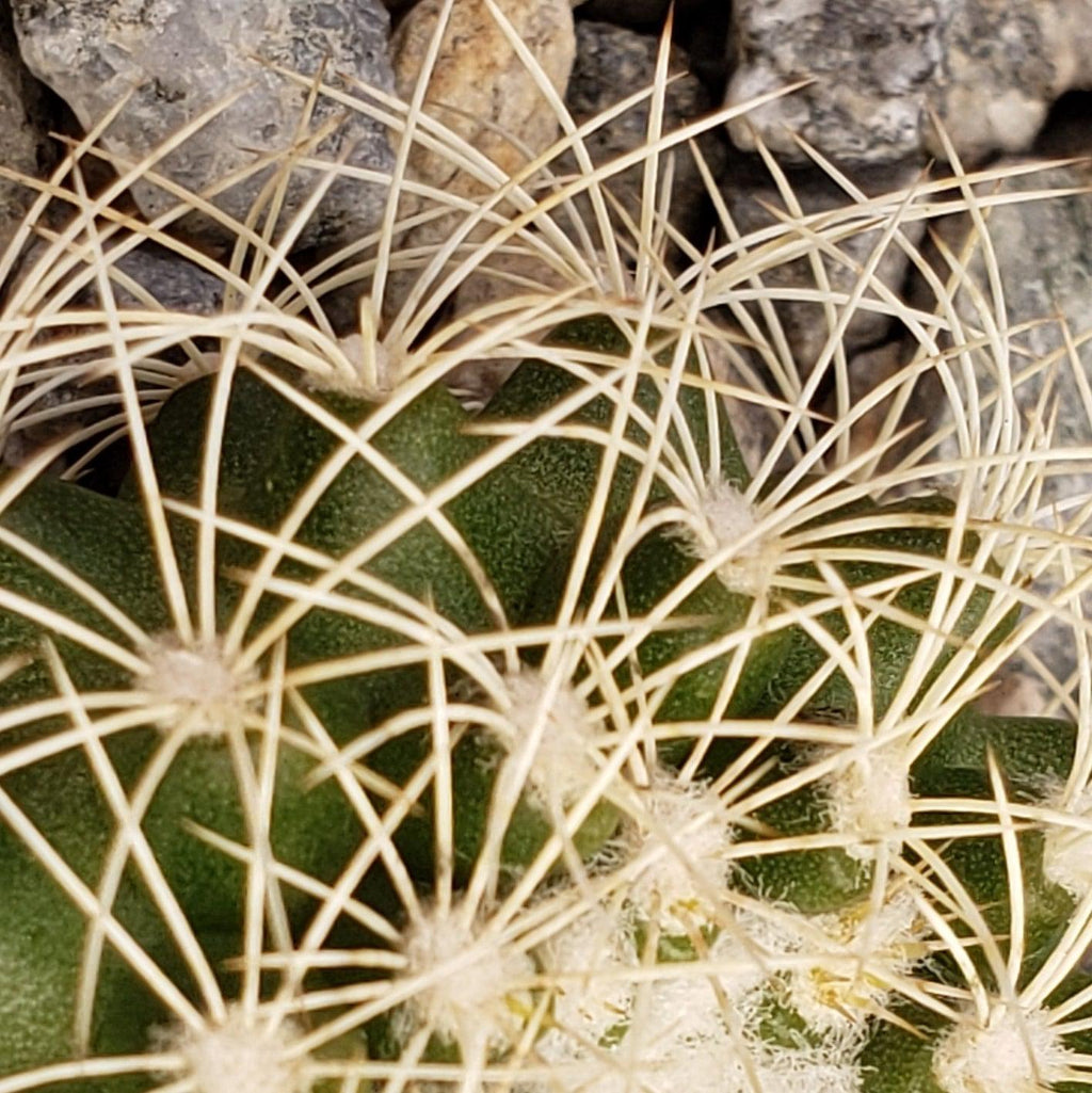 Discocactus arneispinus