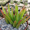 Aloe vera chinensis