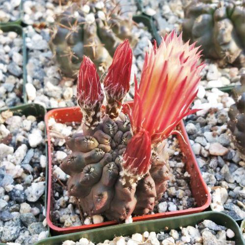 Neochilenia huascensis eriosyce crispa