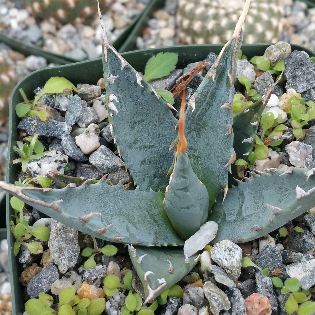 Agave utahensis eborispina