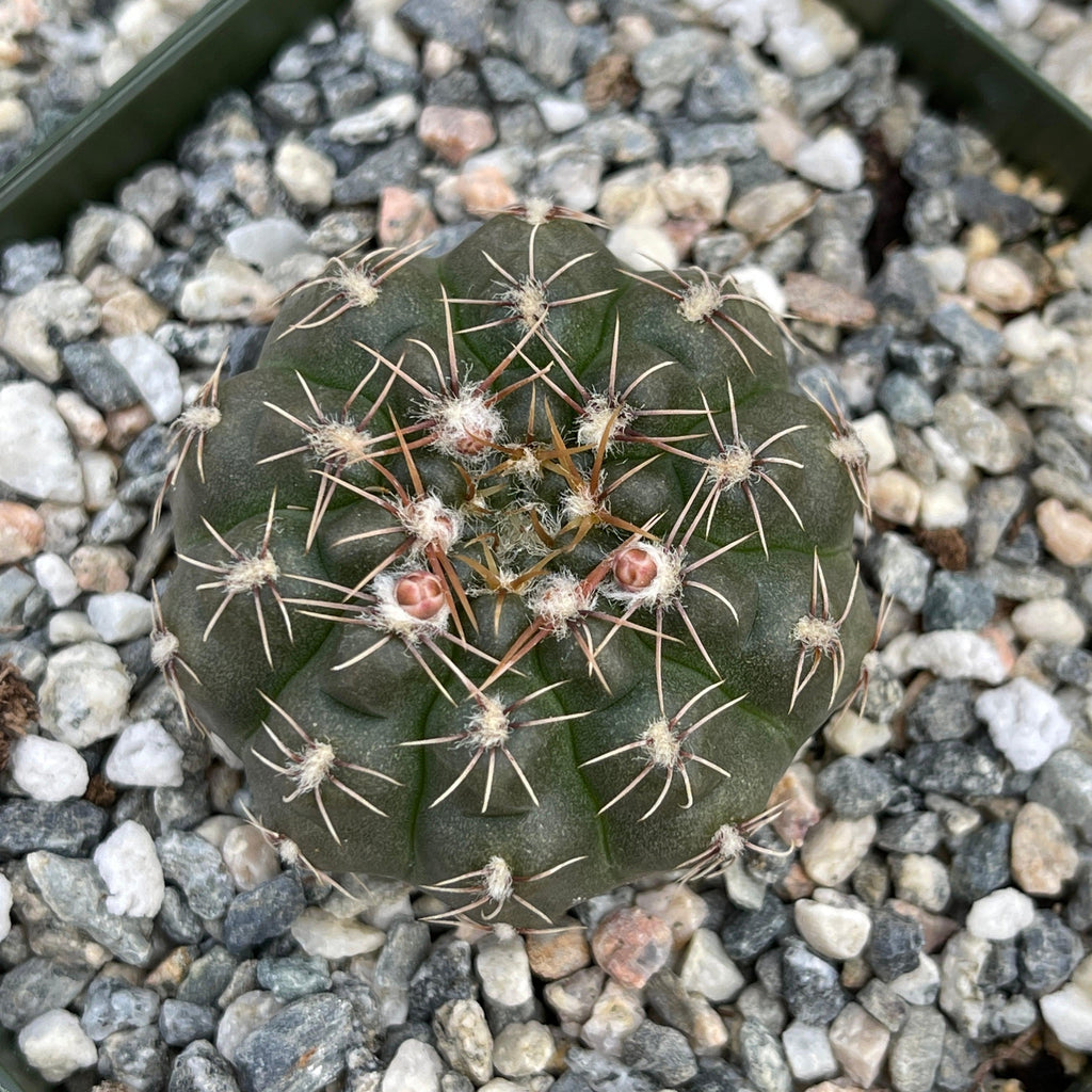 Gymnocalycium ruta