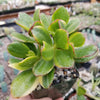 Crassula oblicua Lemon n Lime